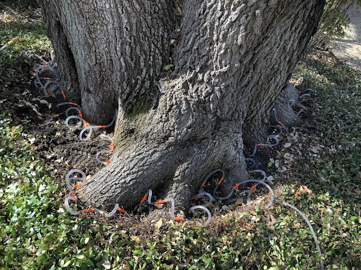 Detailed Shrub and Hedge Trimming job site in Becker