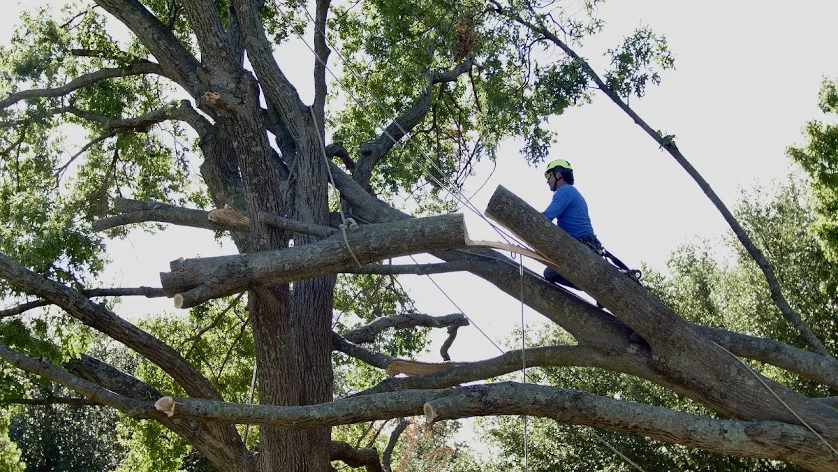 Professional Hazardous Tree Removal performed by certified arborists in Becker