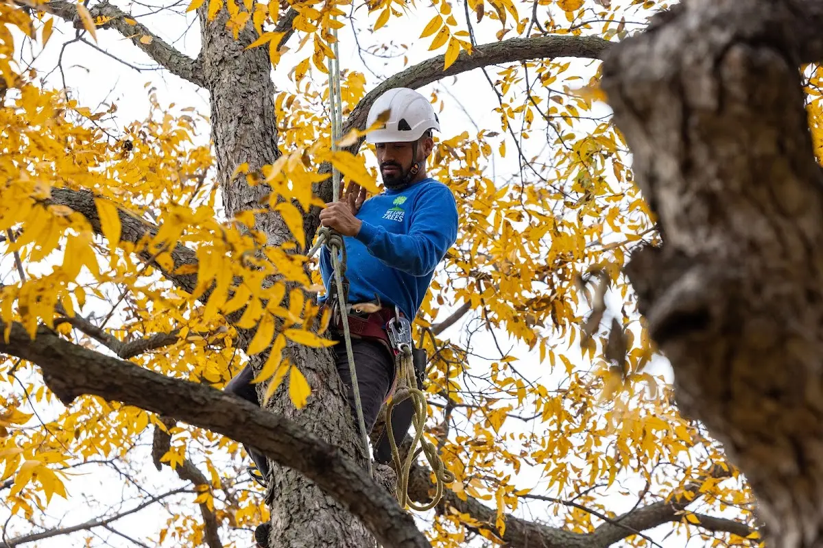 Skilled Dead Tree Removal crew working in Becker